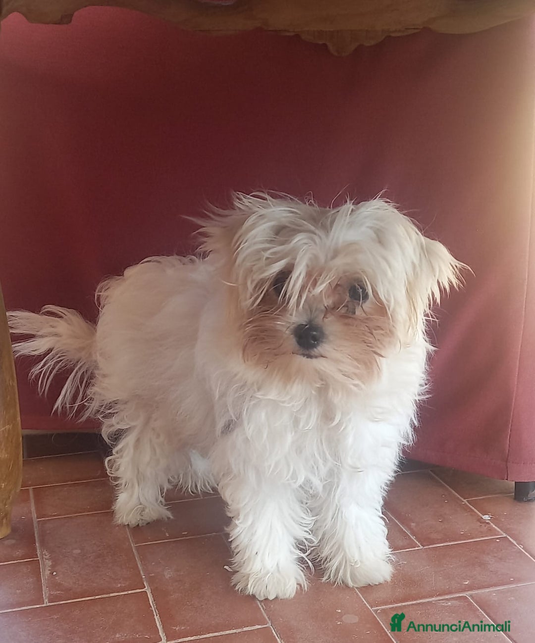 Maltese cani in vendita: cuccioli maltese mini toy - Immagine 2