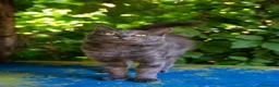 Certosino gatti in regalo: Certosino maschio di un anno - Annuncio 3