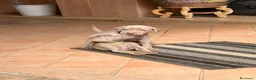 Weimaraner cani in vendita: Vendita cuccioli  Weimaraner  a Provincia di Pescara - Annuncio 7