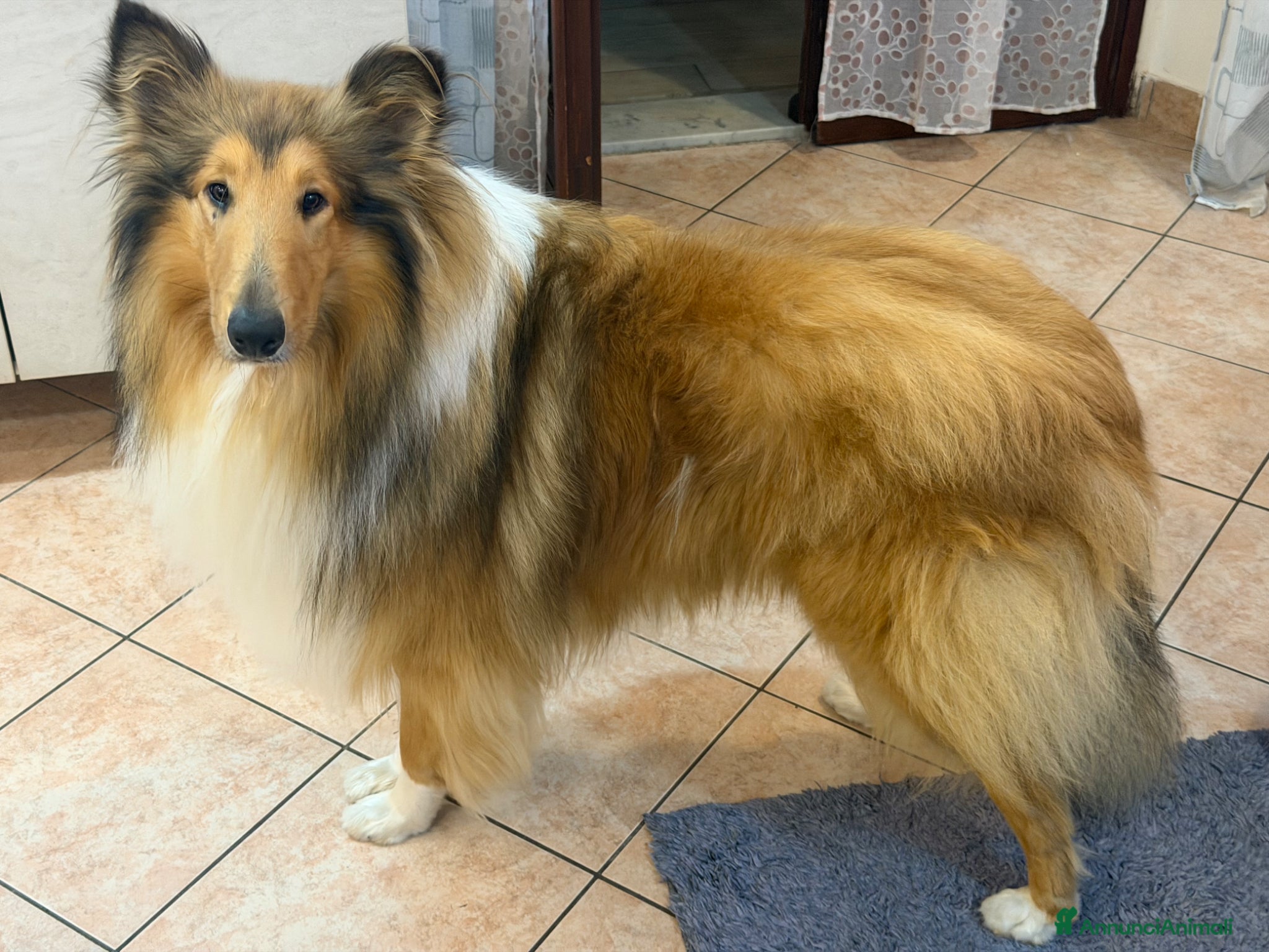 Collie cani Collie Pastore Scozzese per accoppiamento - Annuncio 1