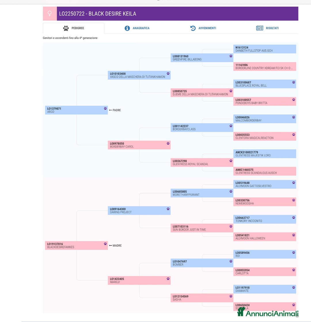 Border Collie cani in vendita: Border collie  - Annuncio 13