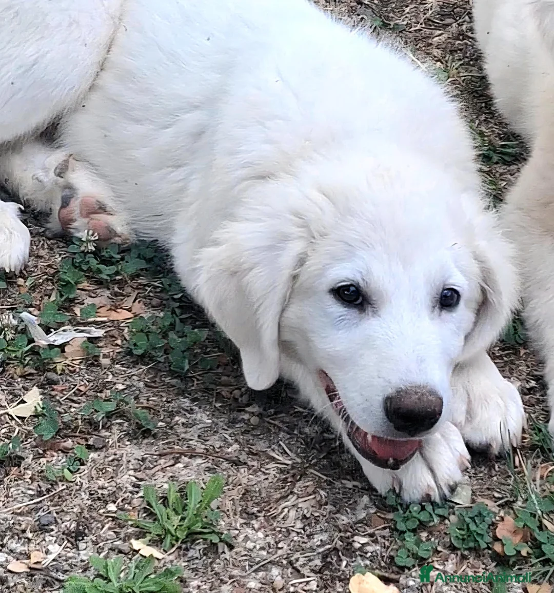 Pastore Abbruzzese Maremmano cani in vendita: Cucciolo di Pastore Maremmano-Abruzzese Maschio - Annuncio 2
