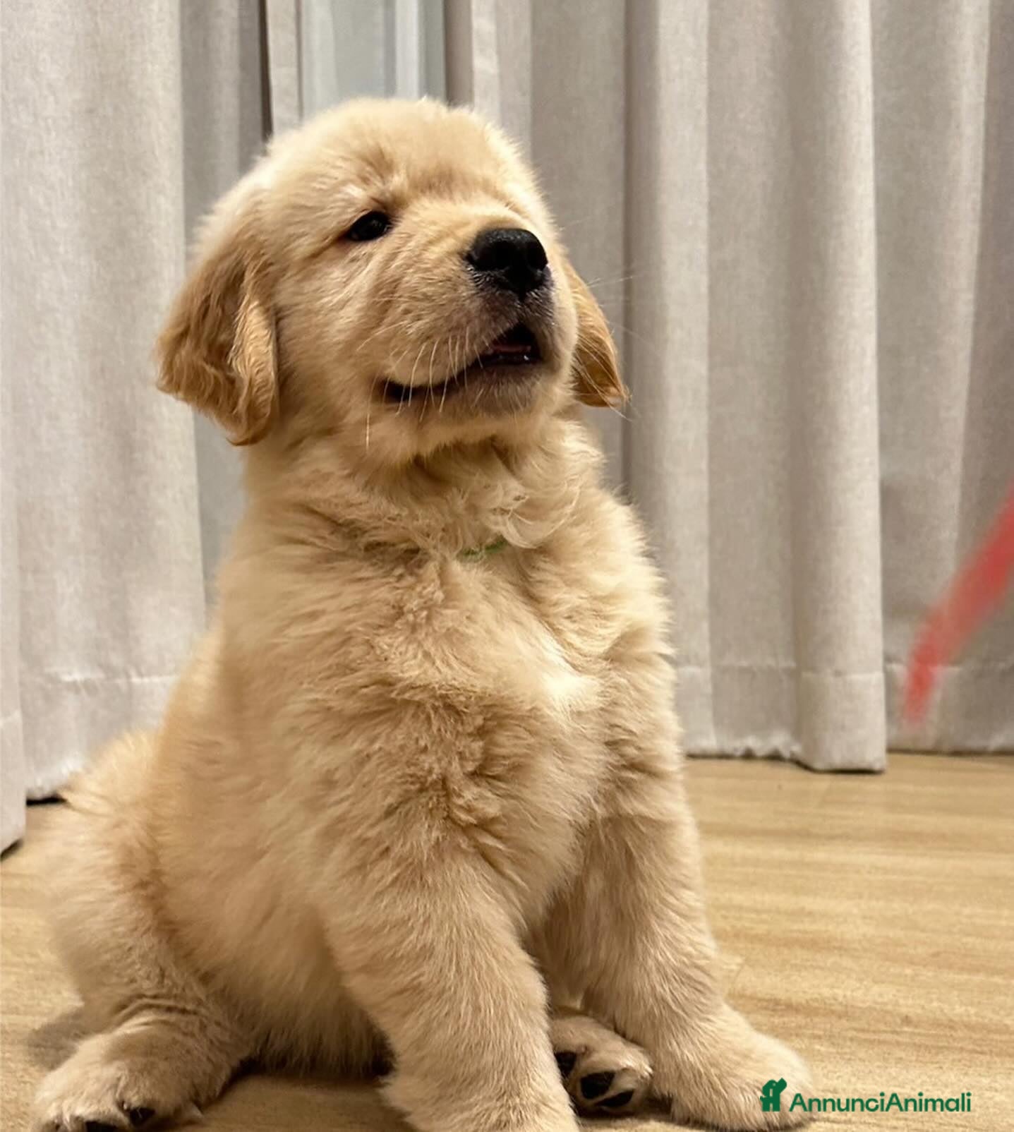 Golden Retriever cani Cuccioli di Golden Retriever - Annuncio 3