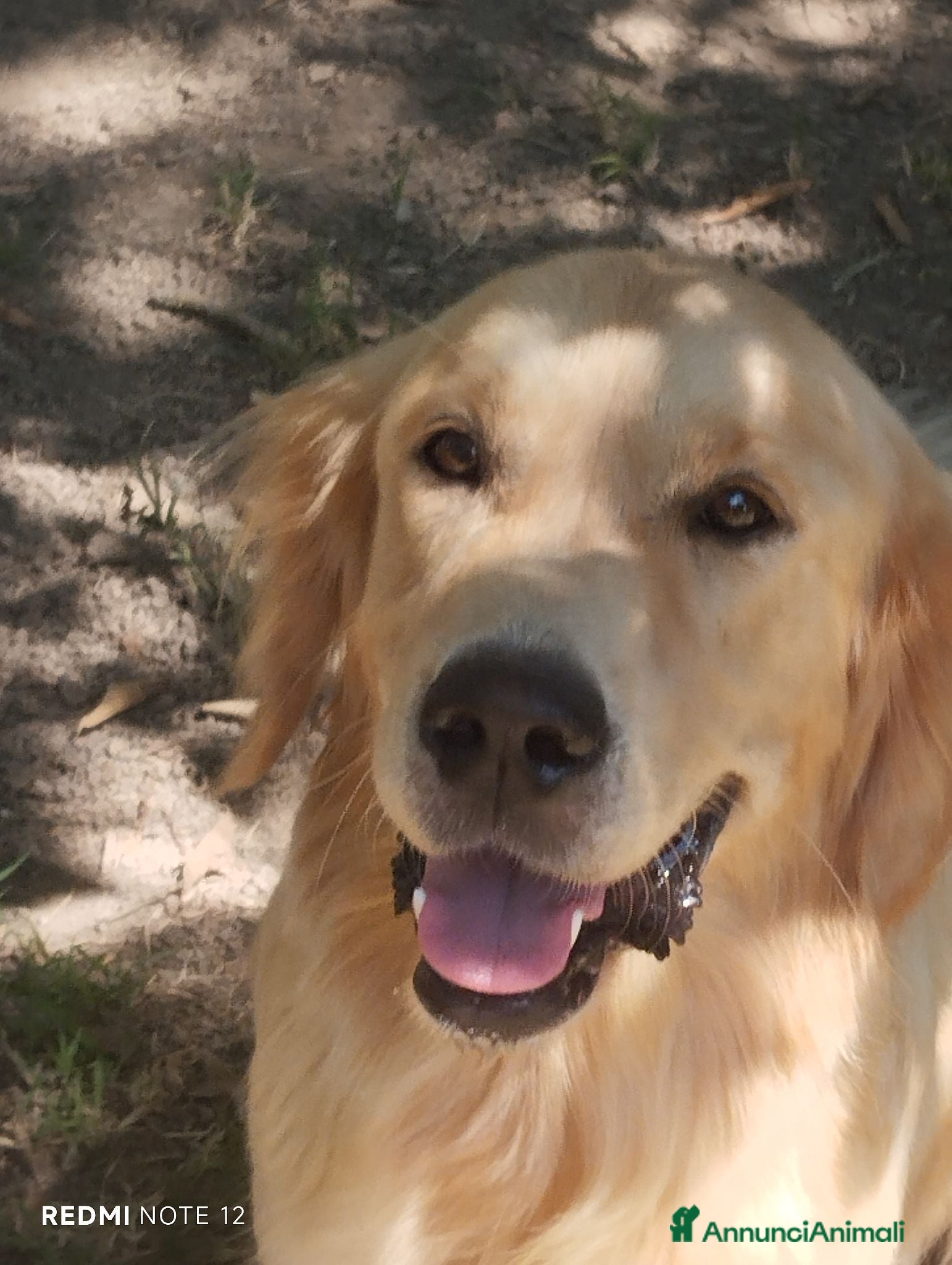 Golden Retriever cani Golden sel. caratterialmente/morfologicamente  - Annuncio 1