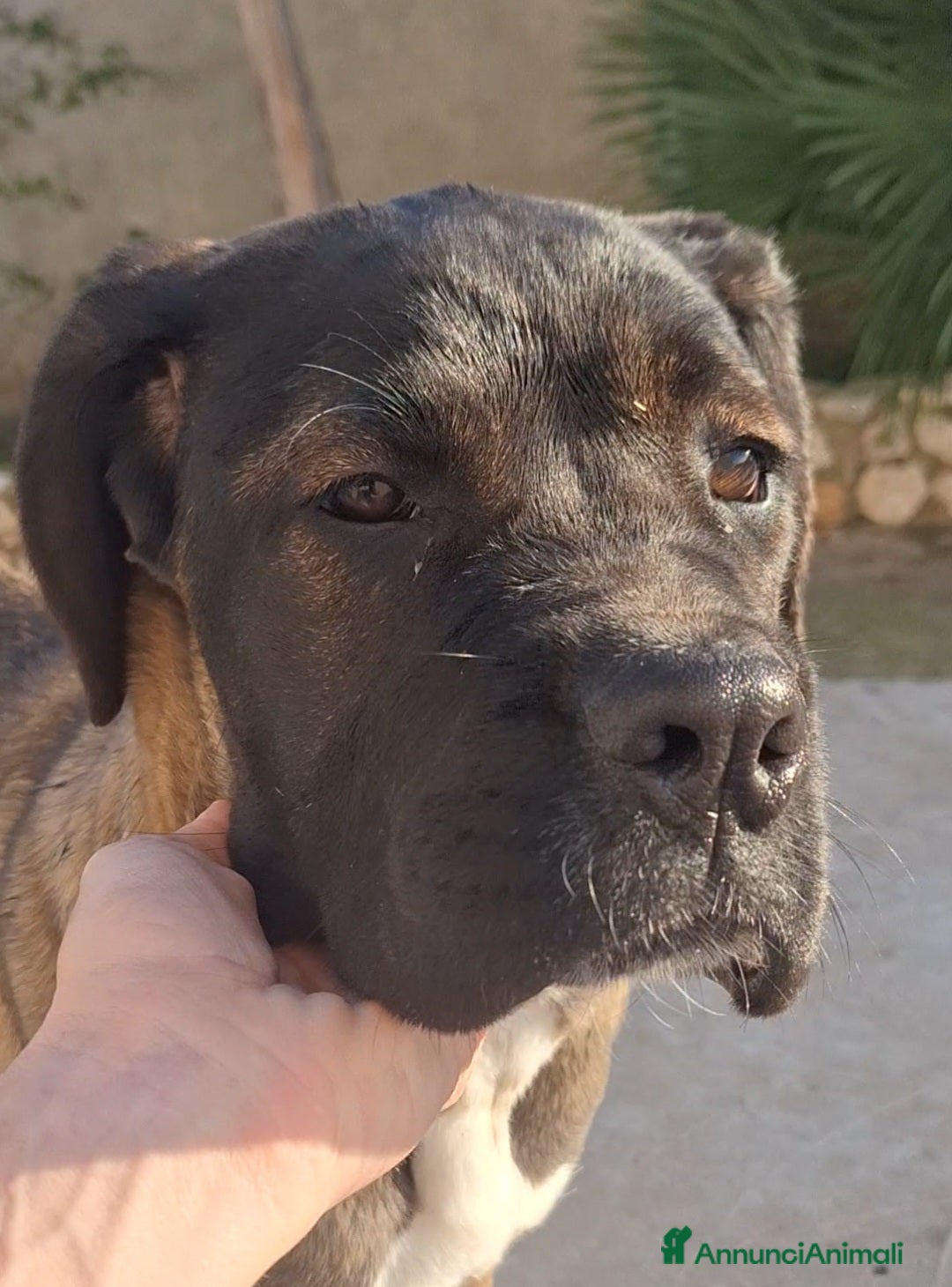 Cane Corso cani in vendita: Cane Corso - Annuncio 2