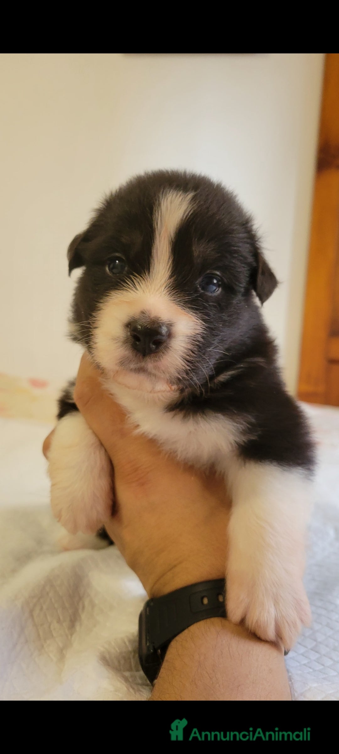 Australian Shepherd cani in vendita: Amorevoi Cuccioli Pastore Australiano (Aussi) - Annuncio 3