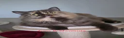 British gatti in vendita: Femmina british longhair chocolate tortie  - Annuncio 2