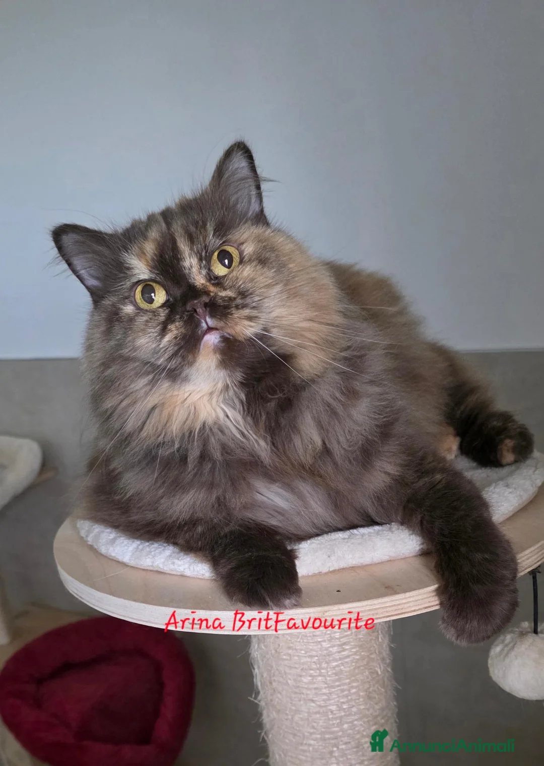 British gatti in vendita: Femmina british longhair chocolate tortie  - Annuncio 2