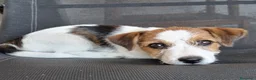 Jack Russell cani in vendita: Jack Russell  a Provincia di Vicenza - Annuncio 2