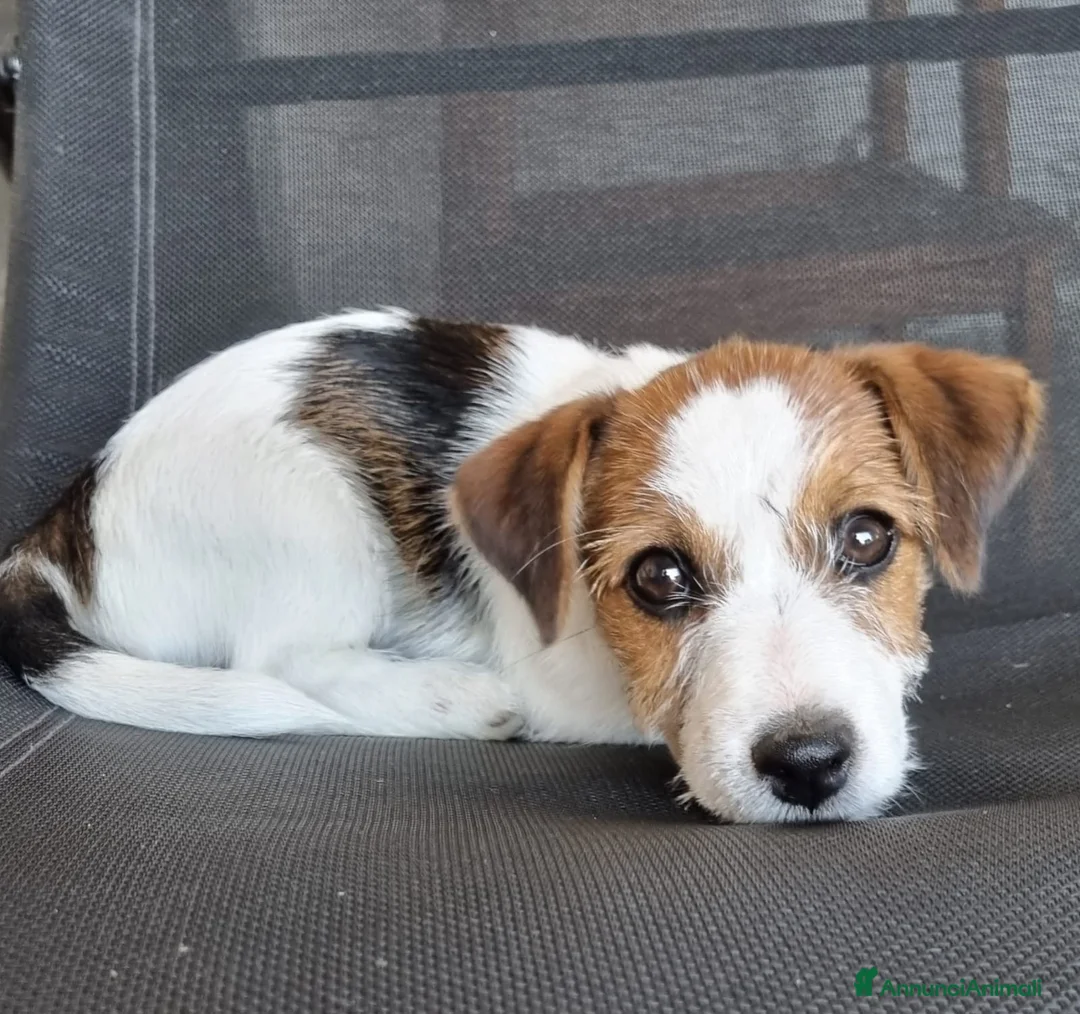 Jack Russell cani in vendita: Jack Russell  a Provincia di Vicenza - Annuncio 2