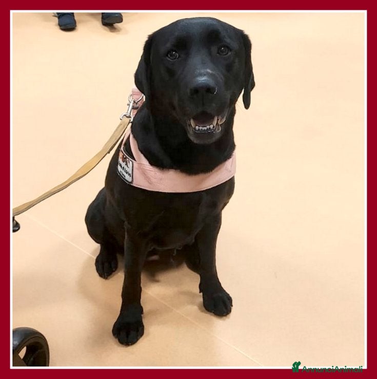 Labrador cani cuccioli labrador  - Annuncio 4