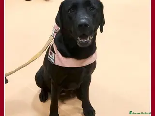 Labrador cani cuccioli labrador - Annuncio 7