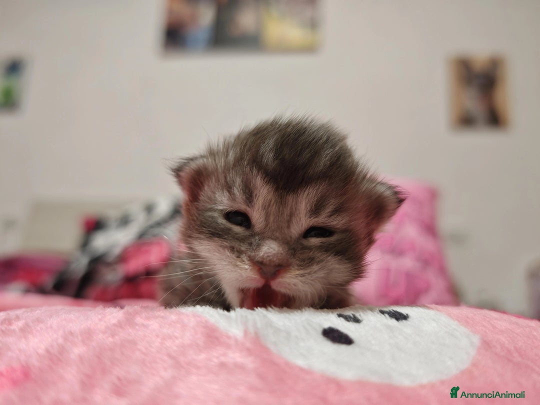 Maine Coon gatti in vendita: Maine coon  - Annuncio 5