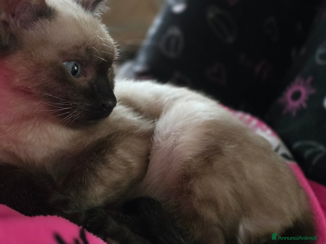 Bengala gatti in vendita: Cucciolo gatto bengala  - Annuncio 29