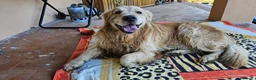 Golden Retriever cani per accoppiamento: Cercasi femmina di Golden Retriever a Provincia di Livorno - Annuncio 3