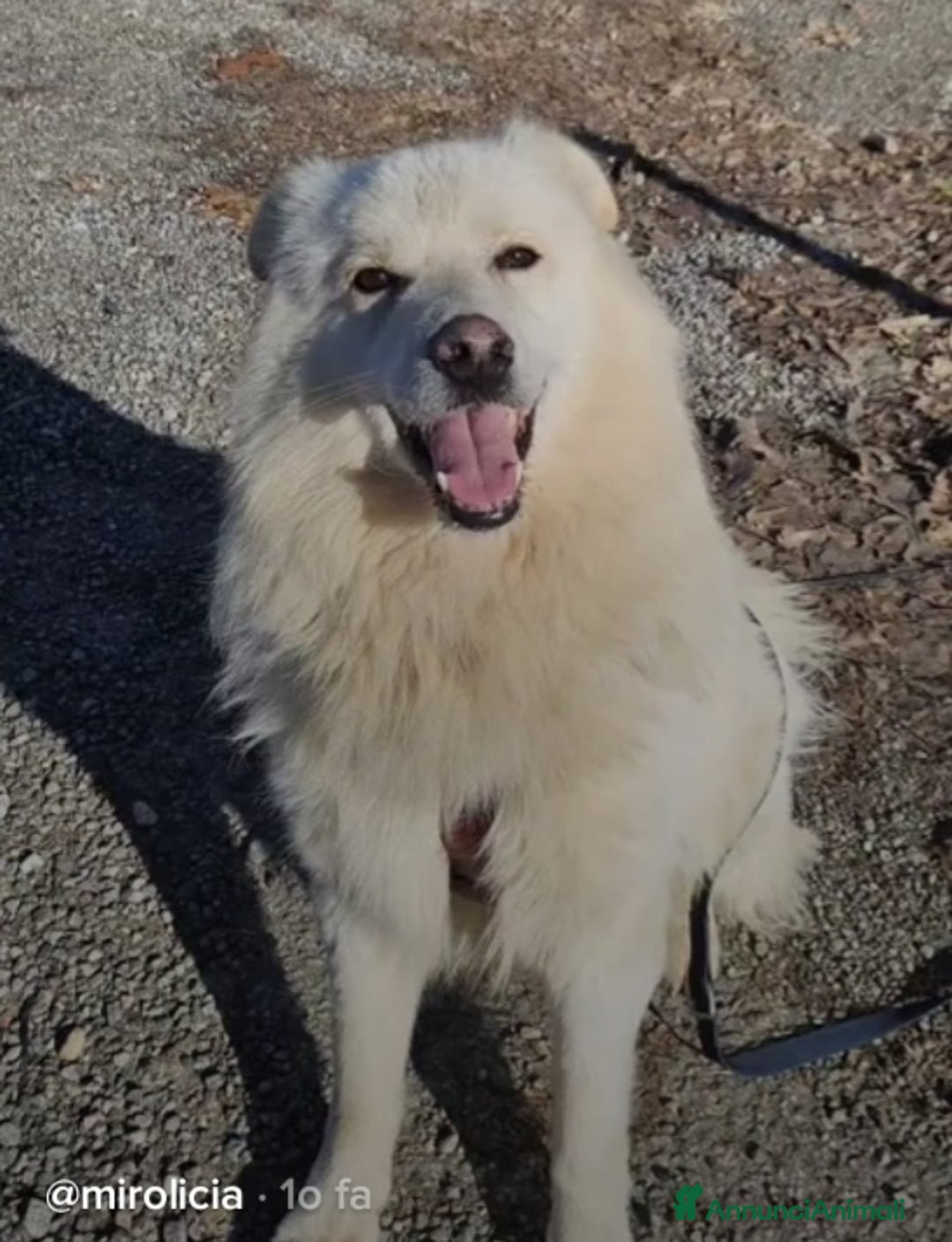 Meticcio cani in regalo: Bubu batuffolone splendido in box da 2anni!NOVARA a Città metropolitana di Milano - Annuncio 10