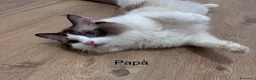 Ragdoll gatti in vendita: Ragdoll - Annuncio 2