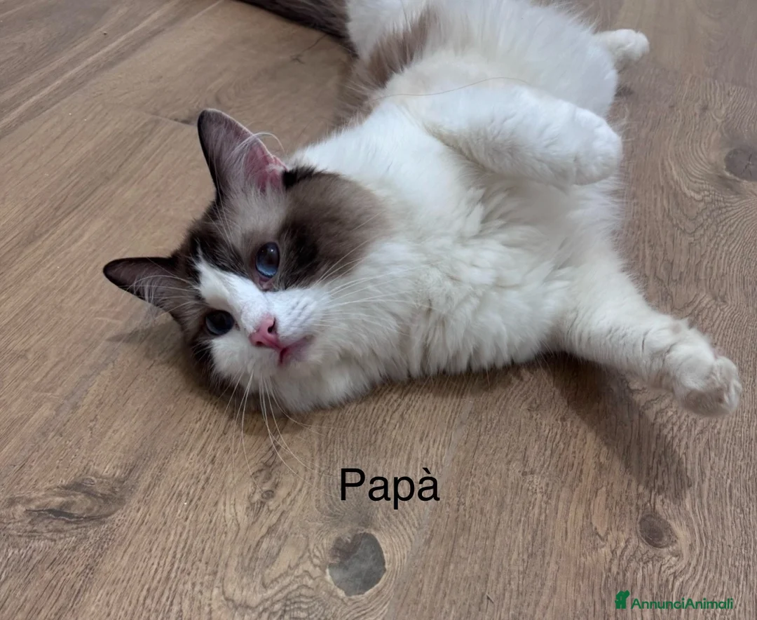 Ragdoll gatti in vendita: Ragdoll - Annuncio 2