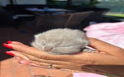 British gatti in vendita: British shorthair  a Provincia di Lodi - Immagine 4