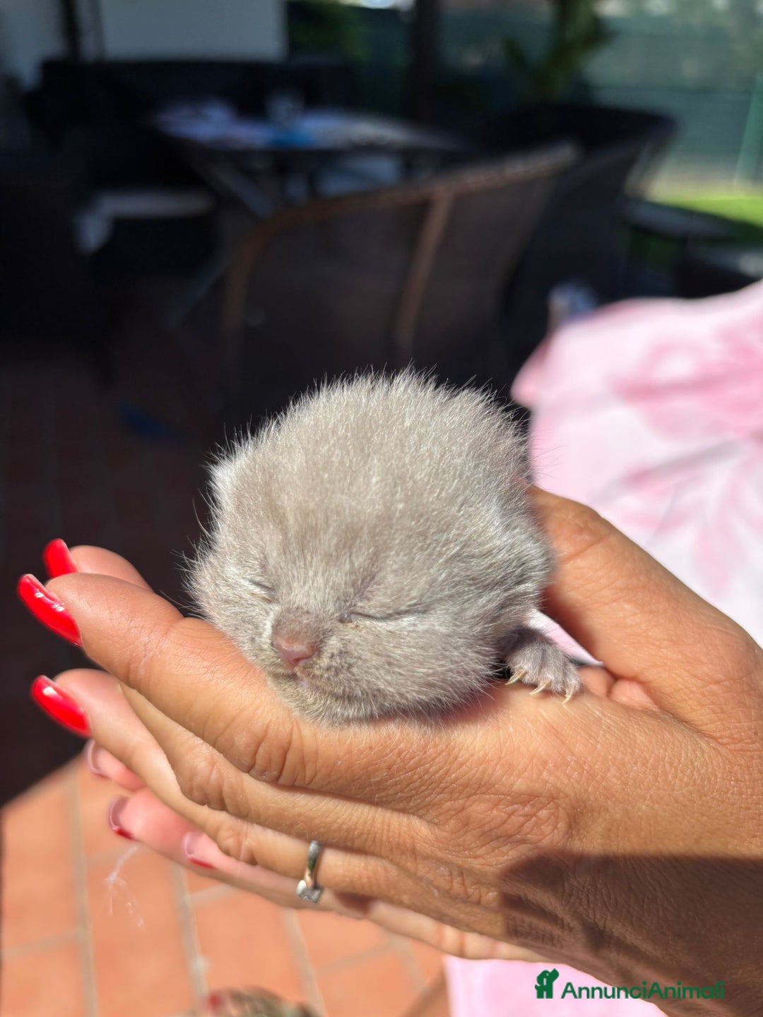 British gatti in vendita: British shorthair  a Provincia di Lodi - Immagine 4