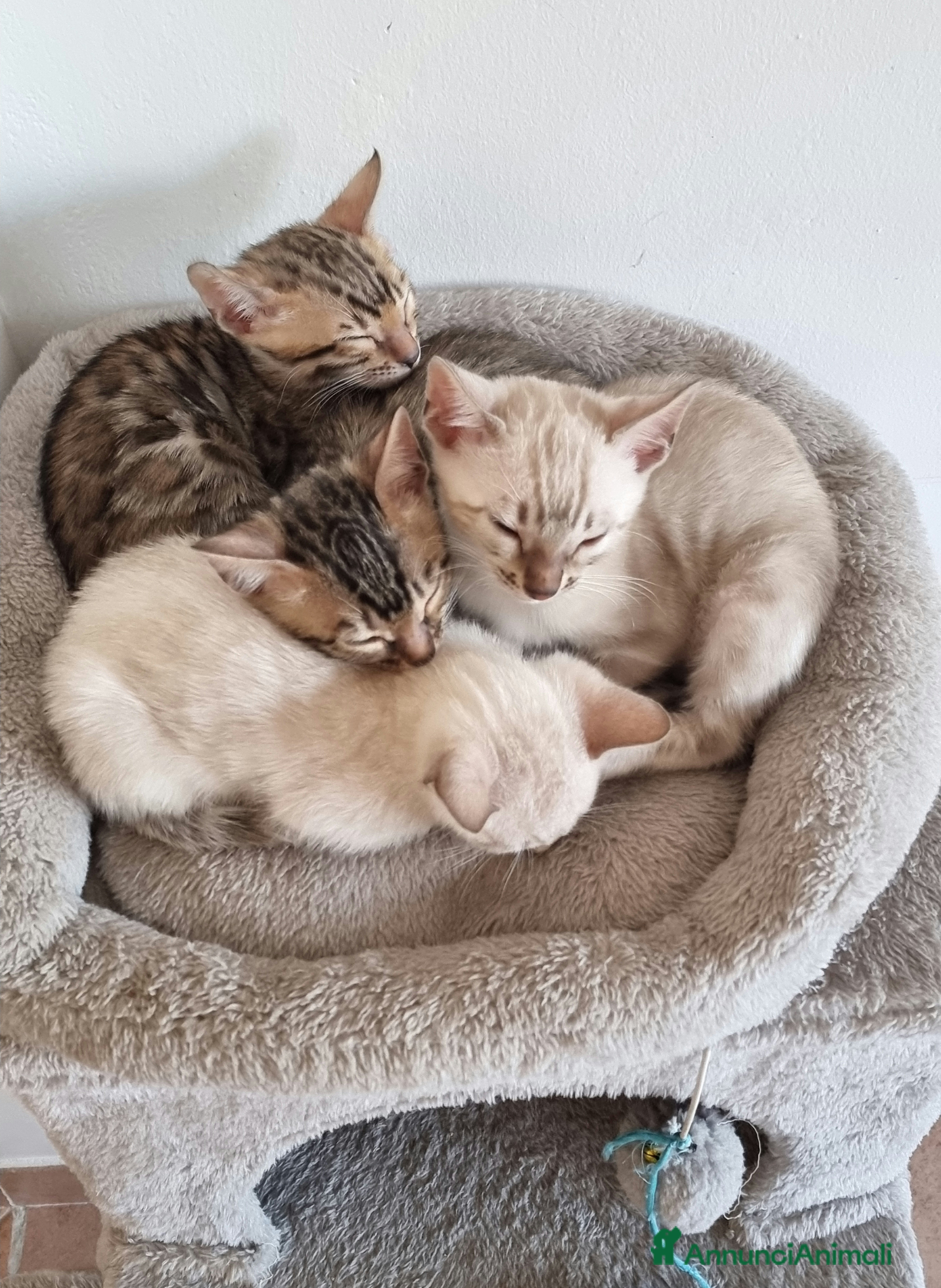 Bengala gatti Gattini Bengala con Pedigree  - Annuncio 12