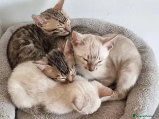 Bengala gatti Gattini Bengala con Pedigree - Annuncio 12