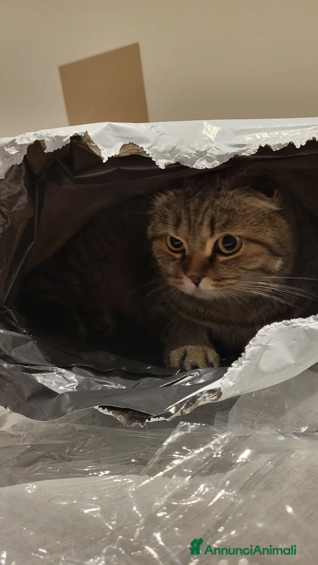 Immagine della galleria {{count}}