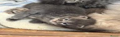 Siberiano Gattino 3