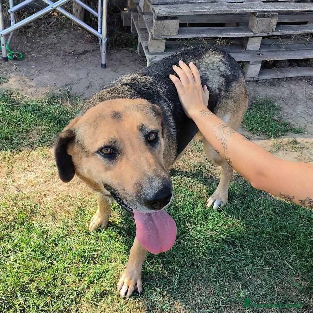 Meticcio cani in regalo: Lulù, strepitosa simil pastore t in adozione  a Provincia di Latina - Annuncio 2