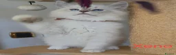 Siberiano gatti in vendita: Cuccioli di gatto siberiano neva masquerade - Annuncio 6