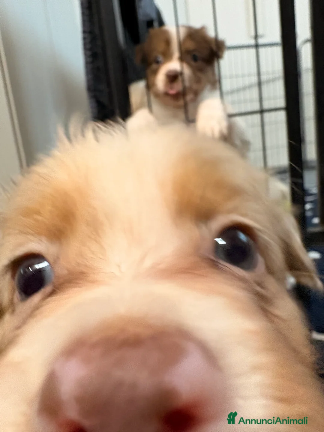 Australian Shepherd cani in vendita: Pastore australiano  - Annuncio 10