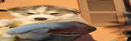 Husky cani in vendita: Cucciolo Siberian Husky  - Annuncio 3