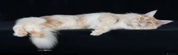 Maine Coon gatti in vendita: Cuccioli maine coon maschi - Annuncio 7