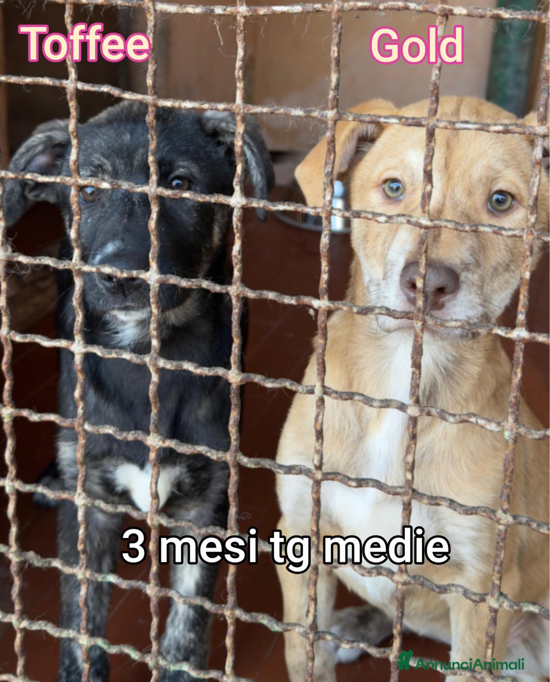 Meticcio cani in regalo: CUCCIOLI BISOGNOSI IN CERCA D'AMORE  - Annuncio 10