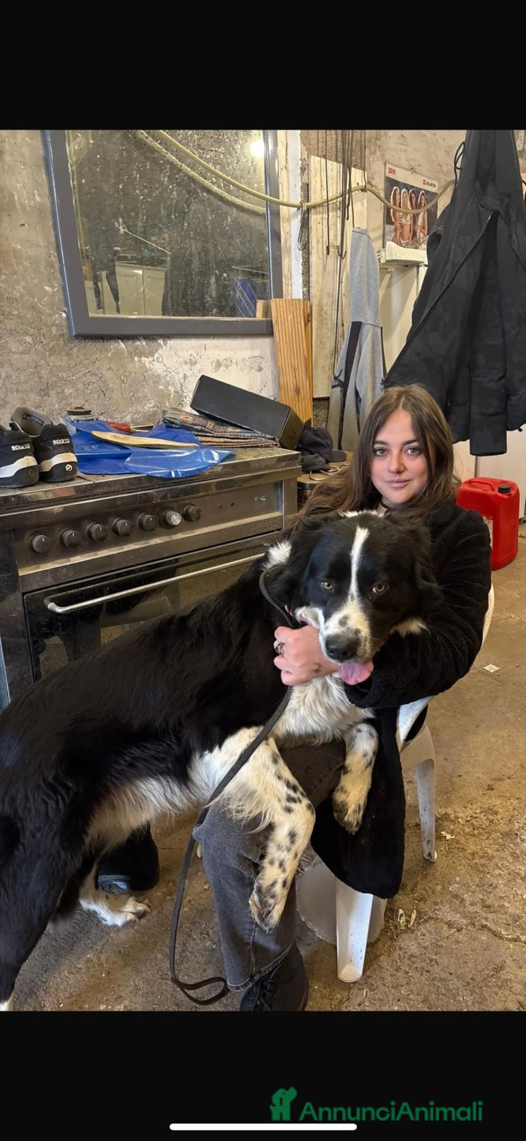 Border Collie cani in regalo: simil border collie in arrivo, gratis  a Provincia di Viterbo - Annuncio 6