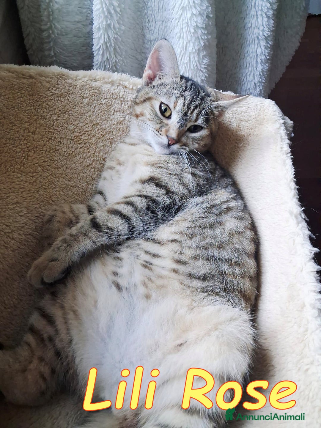 Europeo gatti in regalo: 𝗟𝗶𝗹𝗶 𝗥𝗼𝘀𝗲 💞𝗔𝗗𝗢𝗧𝗧𝗔 𝗟' 𝗔𝗠𝗢𝗥𝗘! - Annuncio 7