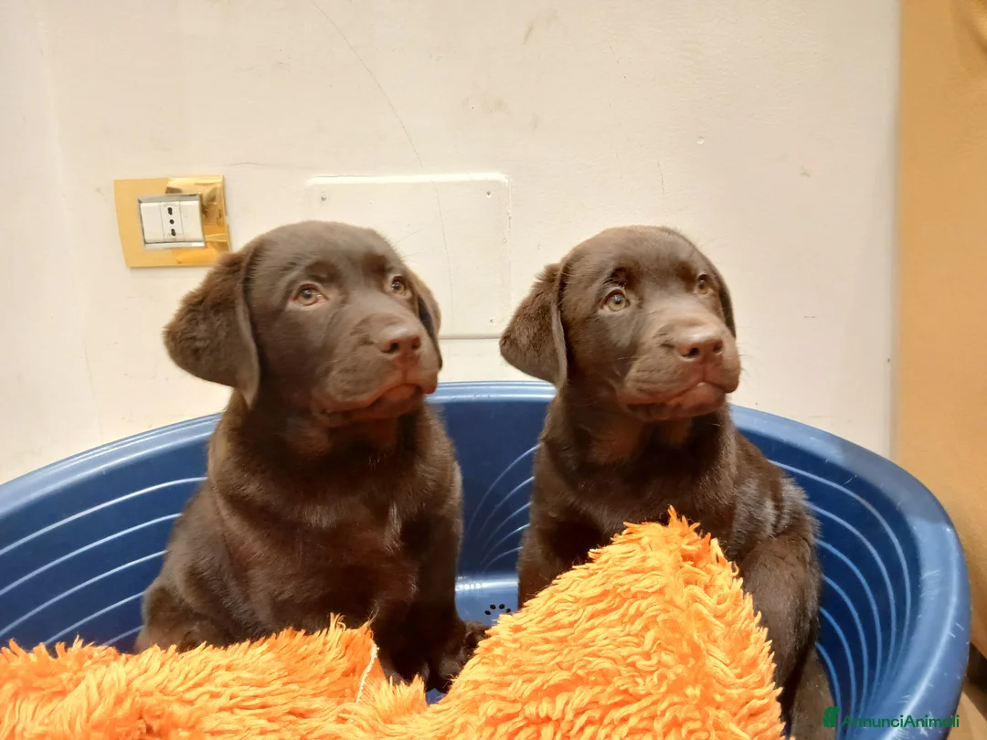 Labrador cani in vendita: Cuccioli Labrador - Annuncio 13