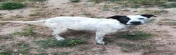 Meticcio cani in regalo: UNA MAMMA PER PEPA a Provincia di Varese - Annuncio 7