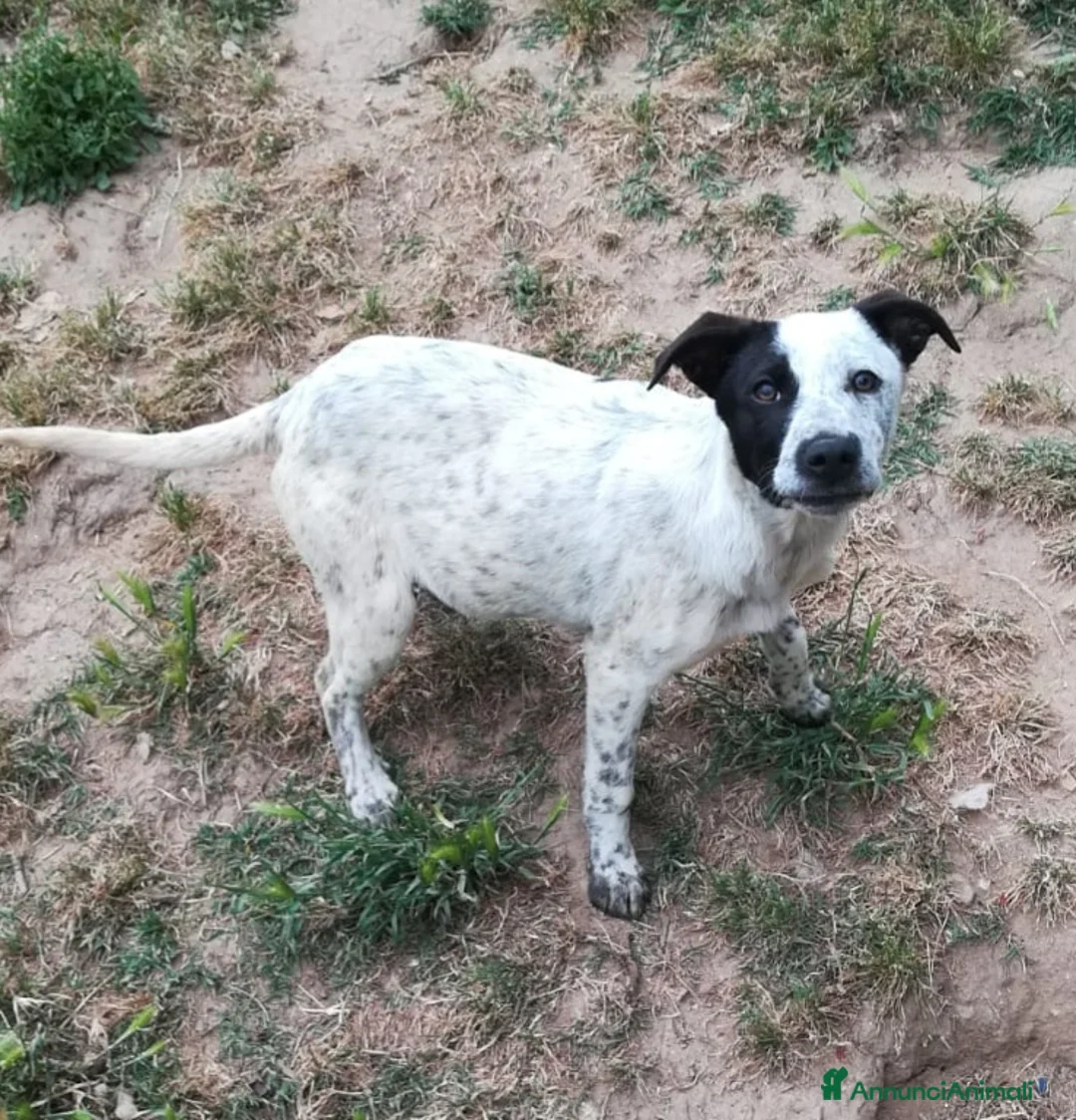 Meticcio cani in regalo: UNA MAMMA PER PEPA a Provincia di Varese - Annuncio 7