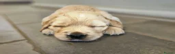 Golden Retriever cani in vendita: Cuccioli Golden Retriever  - Annuncio 4
