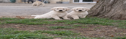 Golden Retriever cani in vendita: Cuccioli di Golden Retriever  - Annuncio 6
