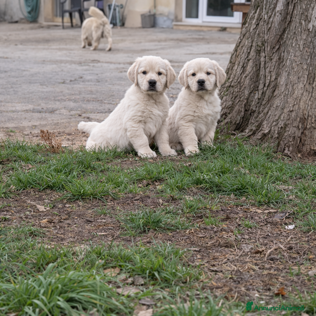 Golden Retriever cani in vendita: Cuccioli di Golden Retriever  - Annuncio 6