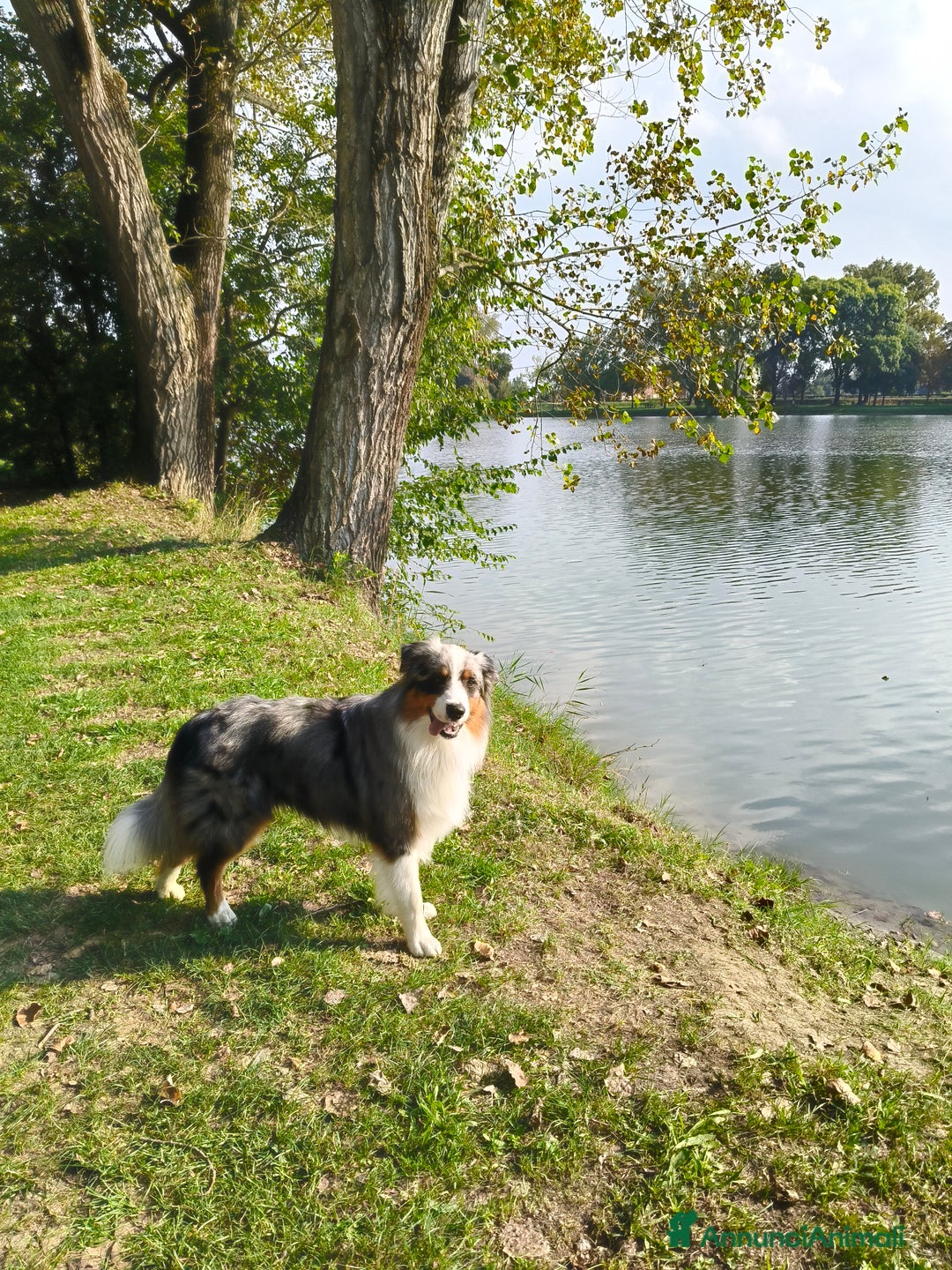 Australian Shepherd cani per accoppiamento: Cane da riproduzione - Annuncio 5
