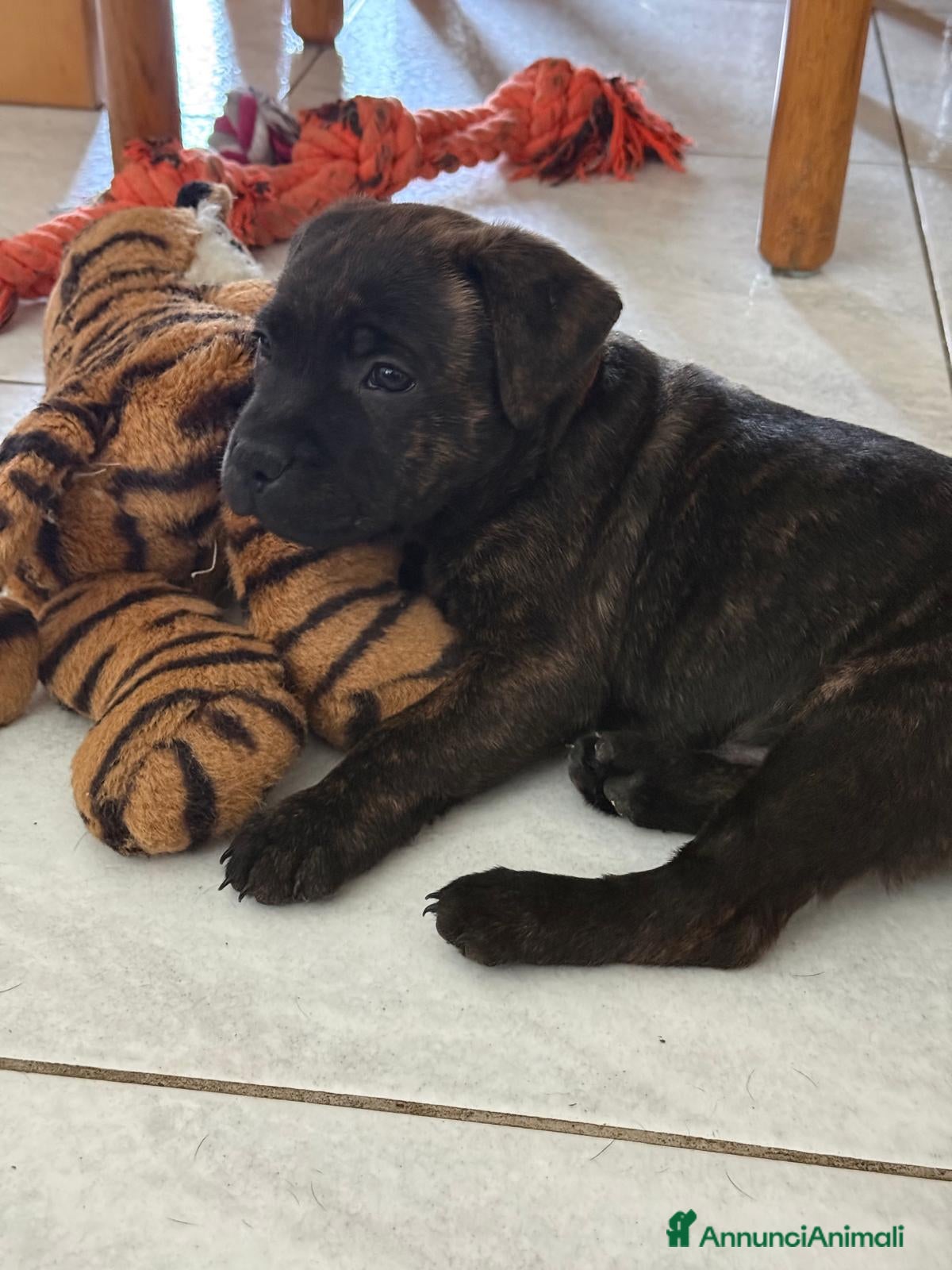 Staffordshire cani Cuccioli staffordshire - Annuncio 30
