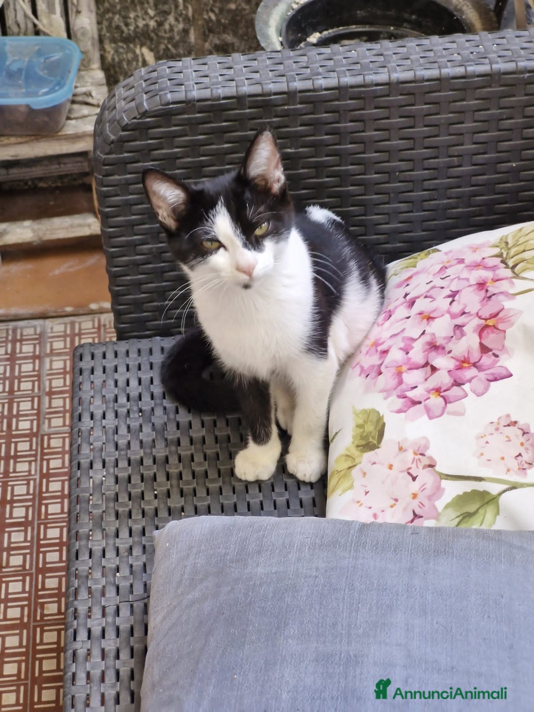 Europeo gatti in regalo: Micina nera/bianca 5mesi SOS VOGHERA - Annuncio 3