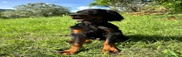 Setter Gordon cani in vendita: Cucciolo setter Gordon  - Annuncio 5