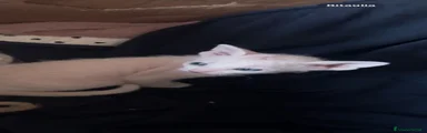 Sphynx Gattino 3