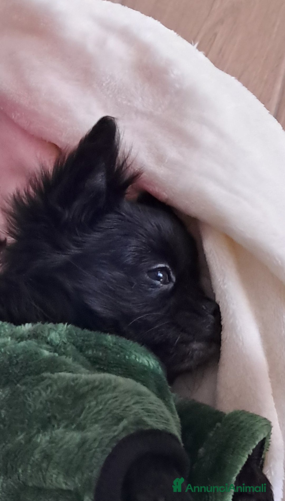 Chihuahua cani in vendita: Cucciolo chihuahua pelo lungo con pedigree enci  - Annuncio 2