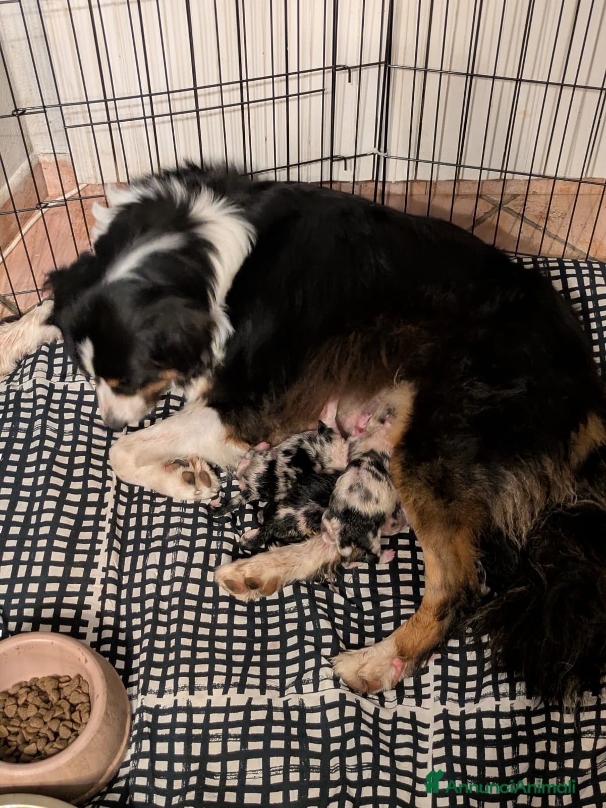 Australian Shepherd cani Cuccioli di pastore australiano disponibili  - Annuncio 1