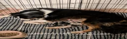Australian Shepherd cani in vendita: Cuccioli di pastore australiano disponibili  - Annuncio 1